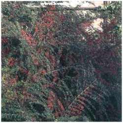 Cotoneaster horizontalis - Skaln�k vodorovn�