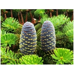 Abies koreana - korejsk� jedle