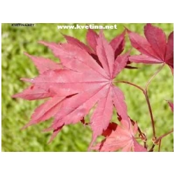 Acer palmatum - Javor dlanitolist�, Japonsk� javor  