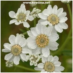 Achillea ptarmica 'Florepleno' - �eb���ek bertr�m