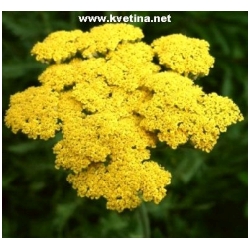 Achillea hybridum 'Schwellenburg' - �eb���ek