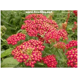 Achillea millefolium  - �eb���ek