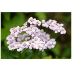 Achillea sibirica 'Love Parade' - �eb���ek sibi�sk�
