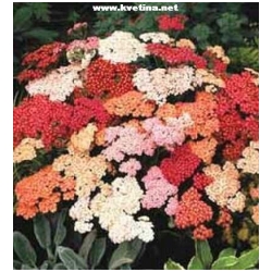 Achillea 'Summer Berries'  - �eb���ek tu�ebn�kovit�