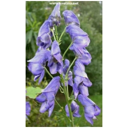 Aconitum carmichaelii /wilsonii/ - Om�j