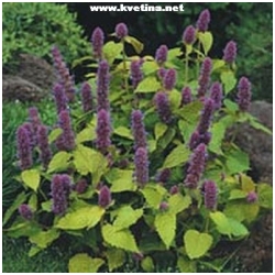 Agastache 'Blue and White' - Agastache