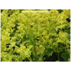 Alchemilla mollis  - Kontryhel