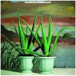 Aloe vera barbadensis miller - Aloe