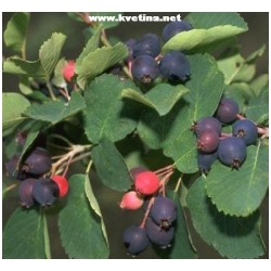 Amelanchier lamarckii /laevis/ - Muchovn�k, indi�nsk� bor�vka - Alaska