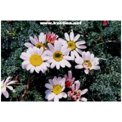 Anacyclus depressus 'Mount atlas daisy' - Skalkov� kopretina