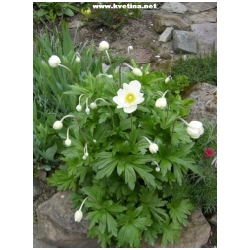 Anemone sylvestris - Sasanka
