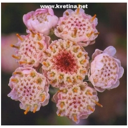 Antennaria dioica - Koci�nek dvoudom�