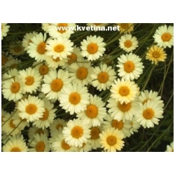 Anthemis marchalliana - Rmen