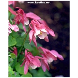 Aquilegia flabellata 'Cameo' - Orl��ek