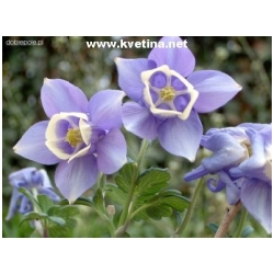 Aquilegia flabellata 'Mini Star' - Orl��ek