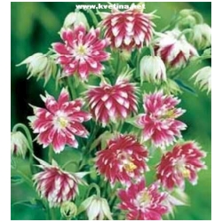 Aquilegia vulgaris 'Nora Barlow' - Orl��ek