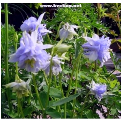 Aquilegia vulgaris 'Winky Double Blue White' - Orl��ek