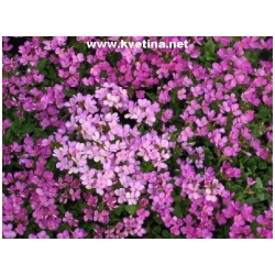 Arabis caucasica /alpina/ - Husn�k