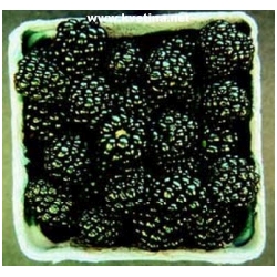 Rubus ursini 'Thornfree' - Ostru�iny beztrnn�