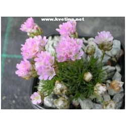 Armeria caespitosa (juniperifolia)  - Tr�vni�ka