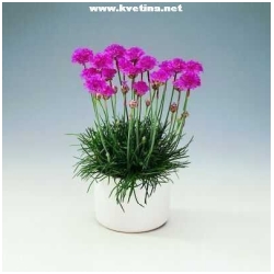 Armeria maritima - Tr�vni�ka