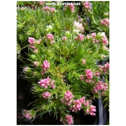 Asperula nitida - M��inka leskl�