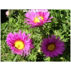 Aster dumosus - Astra, hv�zdnice