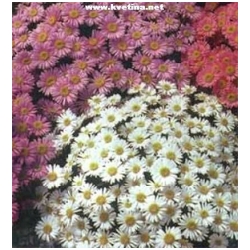 Aster alpinus - Astra, hv�zdnice