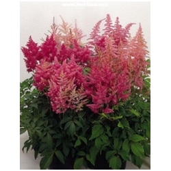 Astilbe arendsii  - �echrava
