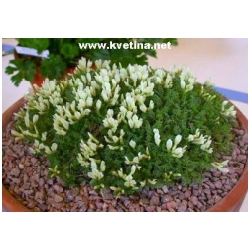 Astragalus angustifolius - Kozinec