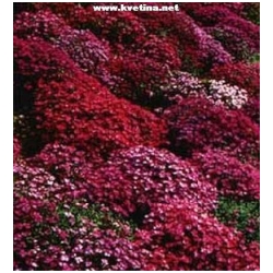 Aubrieta hybrid - Ta�i�ka