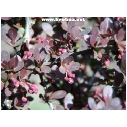 Berberis thunbergii  - D�i���l Thunberg�v �ervenolist�