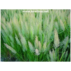 Calamagrostis acutiflora - T�tina