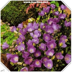 Campanula carpatica 'Turbinata' - Zvonek karpatsk�