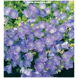 Campanula carpatica 'White Clips' - Zvonek karpatsk� 