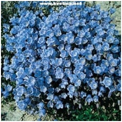 Campanula carpatica 'Blue Clips' - Zvonek karpatsk�