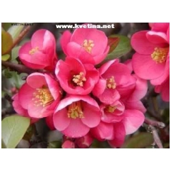 Chaenomeles speciosa  - Kdoulovec lahvicovit�