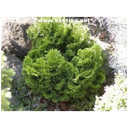 Chamaecyparis obtusa 'Nana Gracilis' - Cyp�i�ek tupolist�