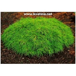 Chamaecyparis pisifera 'Filifera Nana' - Cyp�i�ek hrachonosn� zakrsl�