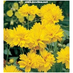 Coreopsis grandiflora - Kr�snoo�ko