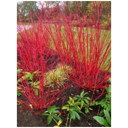 Cornus alba 'Sibirica' - Sv�da b�l�