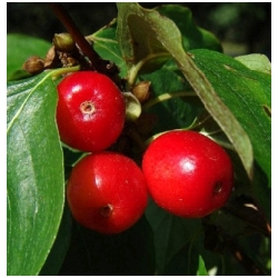 Cornus mas - D��n obecn� jedl�