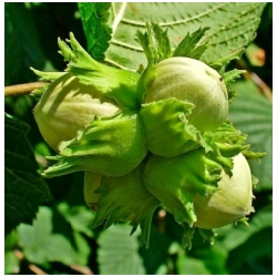 Corylus avellana - L�ska obecn�