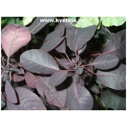 Cotinus coggygria  - Ruj vlasat� 