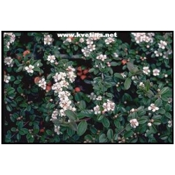 Cotoneaster dammeri  - Skaln�k Dammer�v