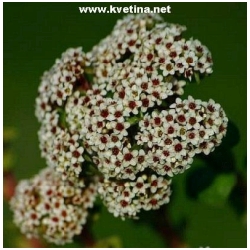 Crassula setulosa var.curta /milfordiae/ - Tlustice