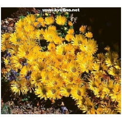 Delosperma congesta - Delosperma, kosmatec  