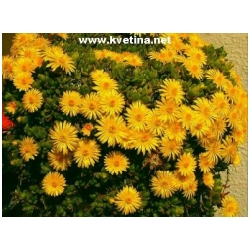 Delosperma nubigenum - Delosperma, kosmatec  