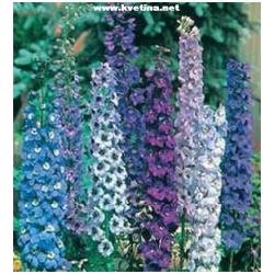 Delphinium hybrida - Ostro�ka, Stra�ka