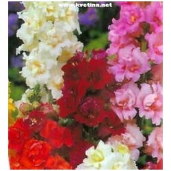 Delphinium larkspur v��ka 50cm - Ostro�ka zahradn�, Stra�ka